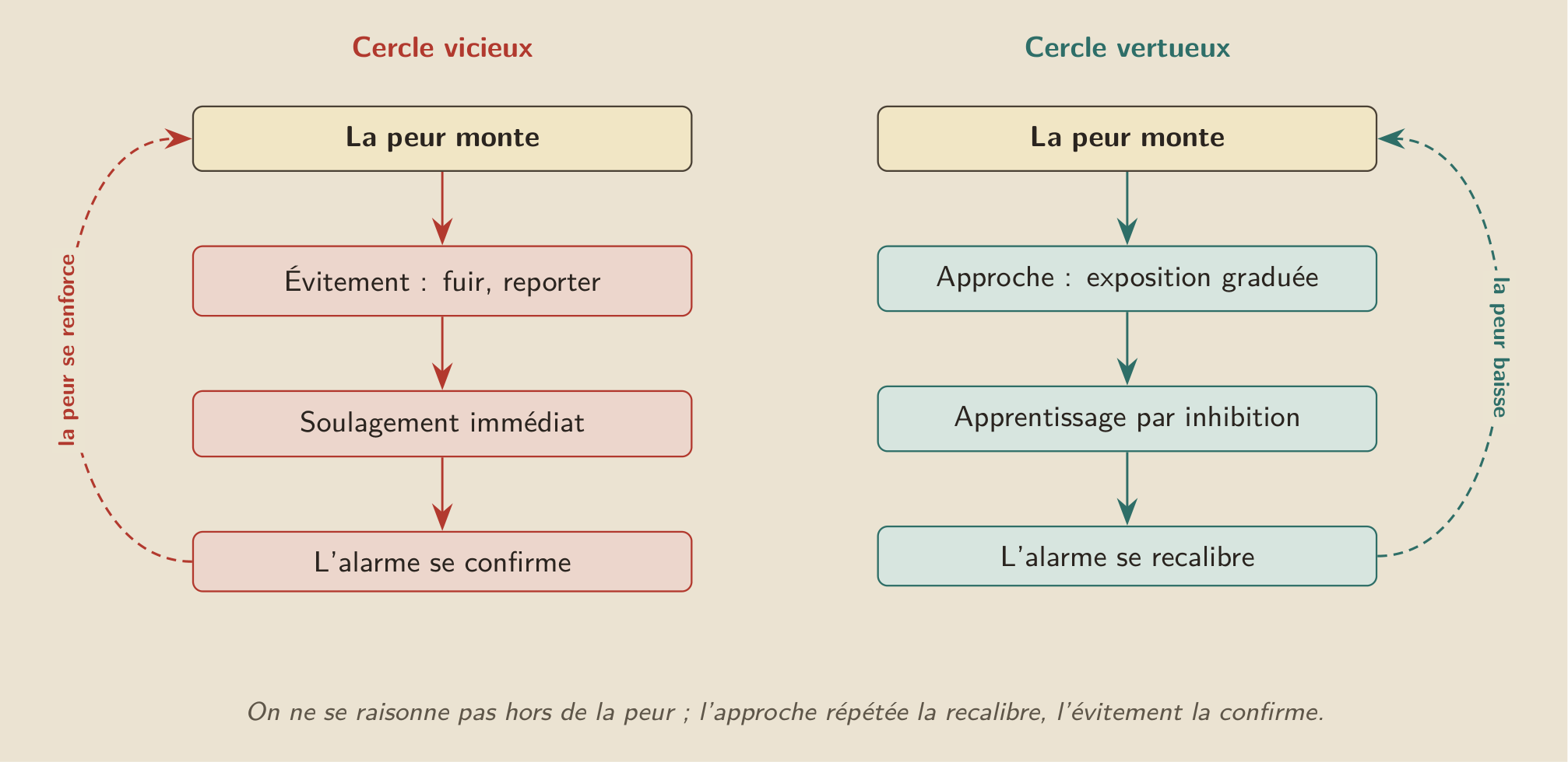 Deux réponses à la même peur : l’évitement soulage sur le moment puis renforce l’alarme, l’approche répétée la recalibre.